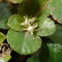 Pilea depressa (Sw.) Blume